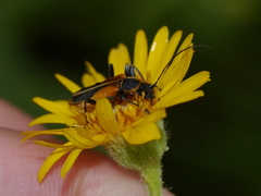 Chauliognathus opacus