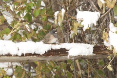 Junco hyemalis montanus