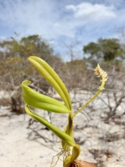 Bulbophyllum rubrum image