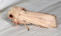 Leucania abdominalis
