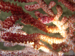 Crenavolva striatula