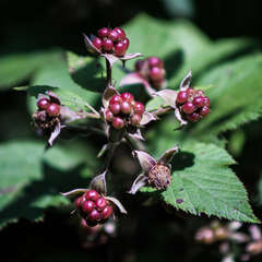 Rubus liebmannii