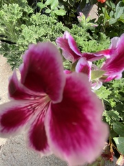 Pelargonium