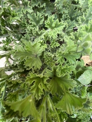 Pelargonium
