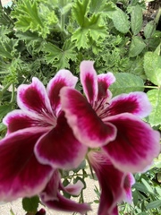 Pelargonium