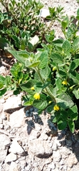 Capsicum rhomboideum