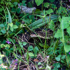 Crotalus molossus