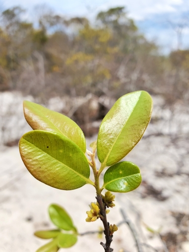 Diospyros tropophylla image