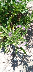 Solanum radicans