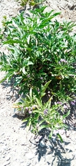 Solanum radicans