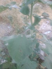 Tithonia tubaeformis