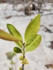 Diospyros tropophylla image