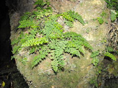 Asplenium cimmeriorum