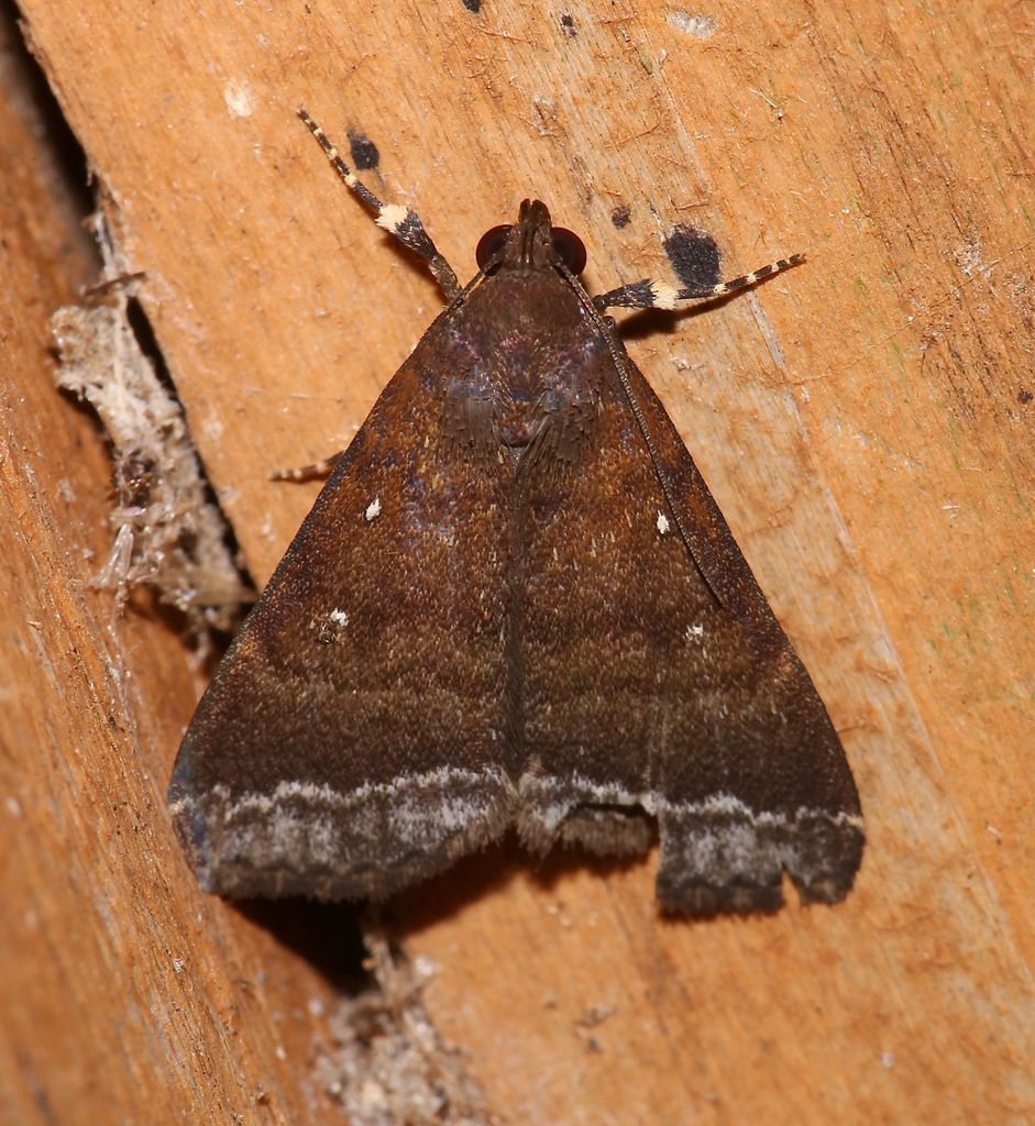 White-bordered Owlet