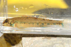 Warioto Darter photo 4