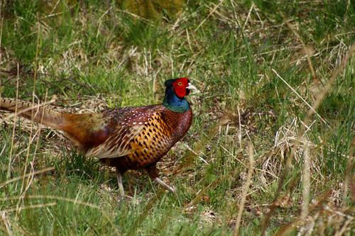 Phasianus colchicus