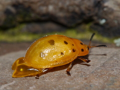 Chelymorpha