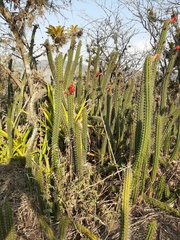 Borzicactus sepium