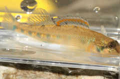 Warioto Darter photo 5