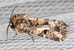 Spodoptera umbraculata