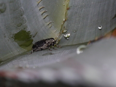 Peltophorus polymitus