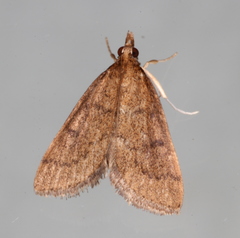 Metasia dicealis