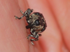 Peltophorus polymitus