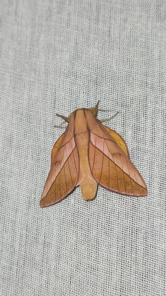 Oiticella convergens
