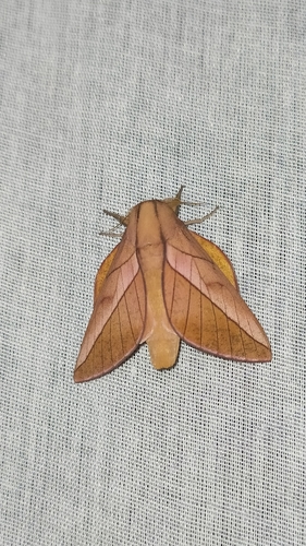 Oiticella convergens