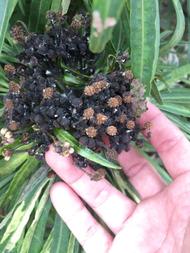 Osmoxylon lineare