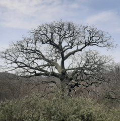 Ceiba trischistandra