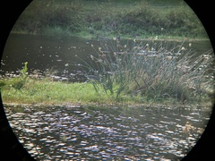 Egretta tricolor image