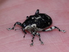 Peltophorus polymitus