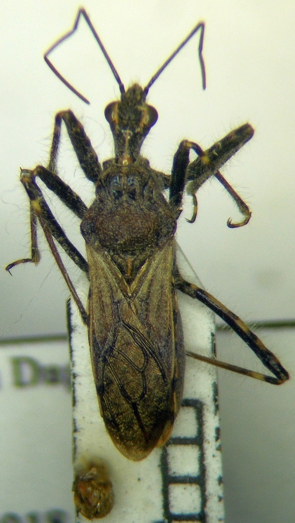 Coranus laticeps
