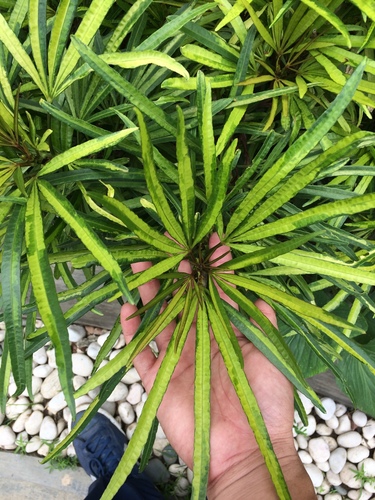 Osmoxylon lineare