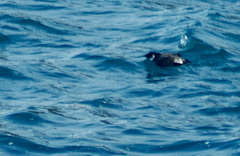 Synthliboramphus antiquus