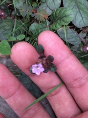 Strobilanthes reptans