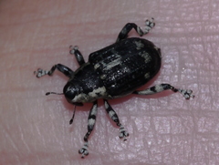 Peltophorus polymitus