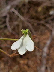 Rhinacanthus