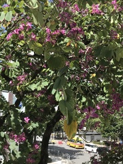 Bauhinia