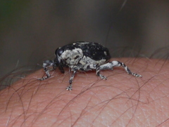 Peltophorus polymitus