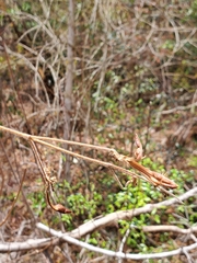 Rhinacanthus