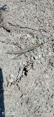 Microcoema acuminata