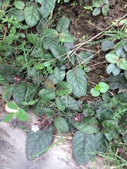 Strobilanthes reptans