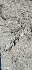 Microcoema acuminata