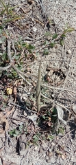 Microcoema acuminata