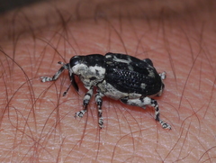 Peltophorus polymitus