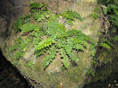 Asplenium cimmeriorum