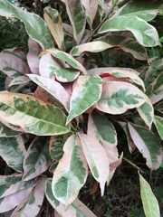 Excoecaria cochinchinensis