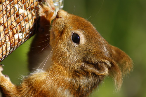 Sciurus vulgaris